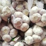 Heißer Verkauf Einfrieren normaler weißer Knoblauch