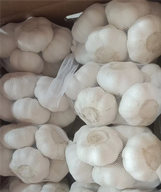 Reiner weißer Knoblauch, neue Ernten, gekühlt, Netzbeutel, Karton, Packung, Verladung nach Südamerika